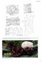 Synopsis Fungorum, Volume 37: Poroid Fungi of Europe