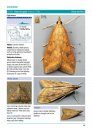Common Micro-Moths of Berkshire