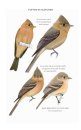 Field Guide to North American Flycatchers: Empidonax and Pewees