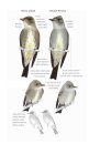 Field Guide to North American Flycatchers: Empidonax and Pewees