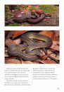 Snakes of the World