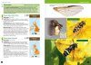 Hoverflies of Britain and Ireland