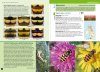 Hoverflies of Britain and Ireland