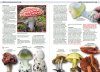 Edible Fungi of Britain and Northern Europe