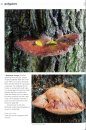 Edible Fungi of Britain and Northern Europe