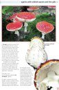 Edible Fungi of Britain and Northern Europe