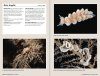 Nudibranchs of Britain, Ireland and Northwest Europe