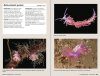 Nudibranchs of Britain, Ireland and Northwest Europe