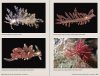 Nudibranchs of Britain, Ireland and Northwest Europe