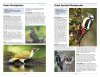 RSPB Handbook of Garden Wildlife