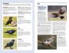 RSPB Handbook of Garden Wildlife