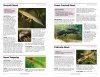 RSPB Handbook of Garden Wildlife