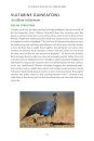 101 Curious Tales of East African Birds