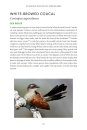 101 Curious Tales of East African Birds