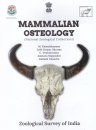 Mammalian Osteology