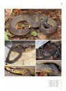 Sinoophis: Atlas of Snakes in China (2-Volume Set) [Chinese]