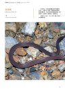 Sinoophis: Atlas of Snakes in China (2-Volume Set) [Chinese]