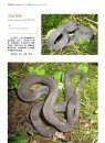 Sinoophis: Atlas of Snakes in China (2-Volume Set) [Chinese]