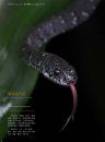 Sinoophis: Atlas of Snakes in China (2-Volume Set) [Chinese]