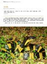 Sinoophis: Atlas of Snakes in China (2-Volume Set) [Chinese]