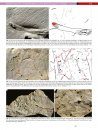 Trias: Aufbruch in das Erdmittelalter [Triassic: Beginning of the Mesozoic] (2-Volume Set)