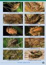 Harvestmen of the British Isles