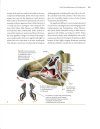 An Illustrated Guide to Dinosaur Feeding Biology