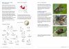 Field Guide to Flies with Three Pulvilli