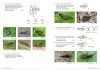 Field Guide to Flies with Three Pulvilli