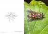 Field Guide to Flies with Three Pulvilli