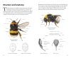 Pocket Guide to the Bumblebees of Great Britain and Ireland