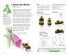 Pocket Guide to the Bumblebees of Great Britain and Ireland