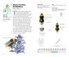 Pocket Guide to the Bumblebees of Great Britain and Ireland