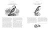 Bewick's British Birds