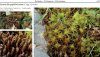 Mosses of Europe: A Photographic Flora (DVD-ROM)