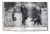 Big: A Photographic Album of the World's Largest Animals [English / German]