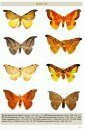 Moths of Bhutan