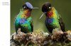 Tropical Birds