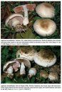 Fungi non Delineati 76-78: Agaricus L. from European Mediterranean Countries