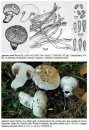 Fungi non Delineati 76-78: Agaricus L. from European Mediterranean Countries