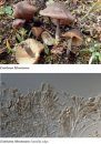 Fungi Europaei, Volume 5B: Entoloma s.l. / Flora Agaricina Neerlandica, Volume 1 (Supplement) [English / Dutch / Italian]
