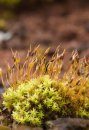 Mousses & Hépatiques de France: Manuel d'Identification des Espèces Communes [Mosses and Liverworts of France: Handbook to Common Species Identification]
