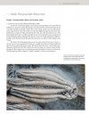 Collector's Guide to Crawfordsville Crinoids