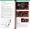 A Field Guide to Reptiles of New South Wales
