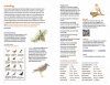 Zakgids Vogels van Nederland en België [Pocket Guide to the Birds of the Netherlands and Belgium]