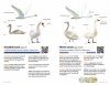 Zakgids Vogels van Nederland en België [Pocket Guide to the Birds of the Netherlands and Belgium]