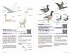 Zakgids Vogels van Nederland en België [Pocket Guide to the Birds of the Netherlands and Belgium]