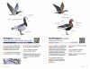 Zakgids Vogels van Nederland en België [Pocket Guide to the Birds of the Netherlands and Belgium]