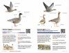 Zakgids Vogels van Nederland en België [Pocket Guide to the Birds of the Netherlands and Belgium]