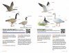 Zakgids Vogels van Nederland en België [Pocket Guide to the Birds of the Netherlands and Belgium]